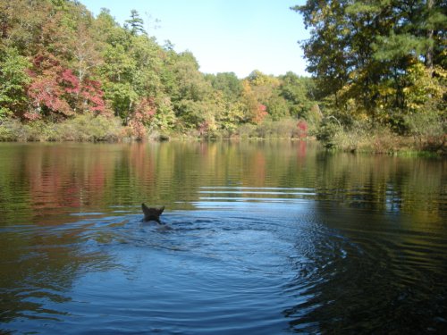 Pet Activities in Birmingham