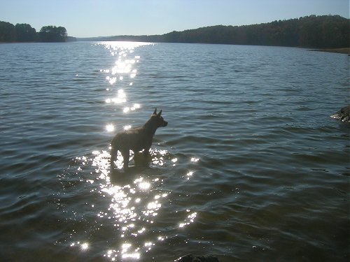 Pet Friendly Lakes 